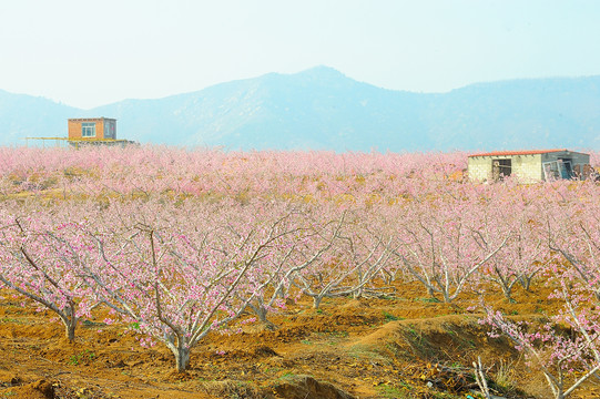 水蜜桃种植基地