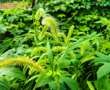 狗尾巴花