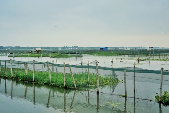 阳澄湖