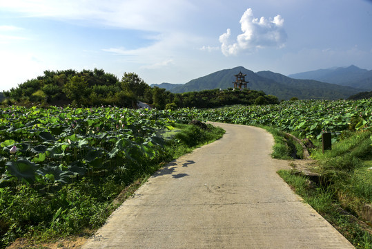 莲花田