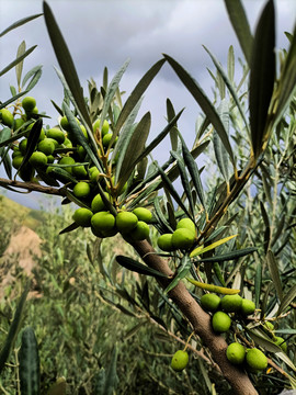 油橄榄种植