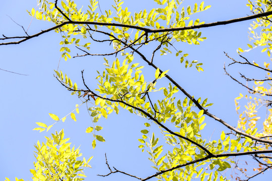 天空黄色树叶