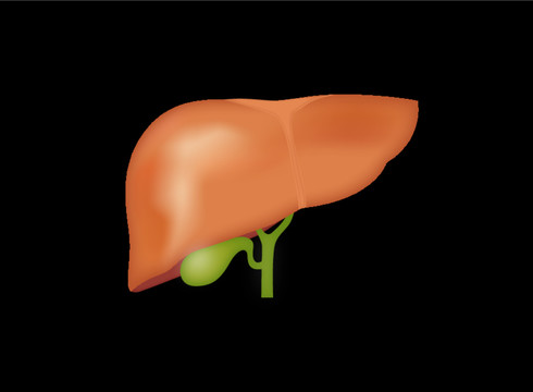 矢量人体组织器官肝脏插画