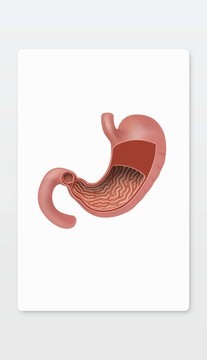 矢量人体组织器消化器官胃部