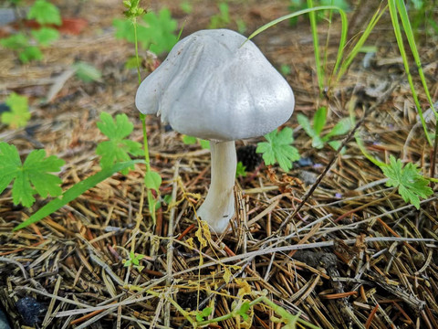 丛间一朵圆润的蘑菇