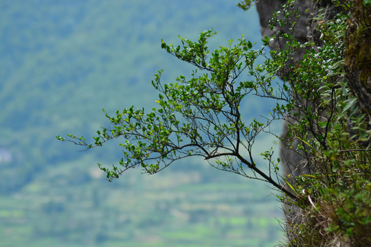 山间小树