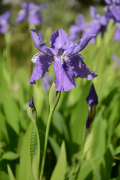 鸢尾花