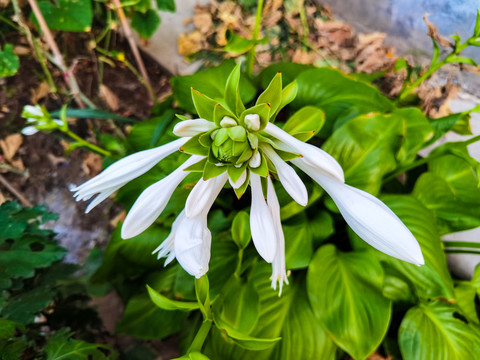 玉簪花卉特写