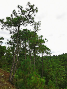 山林松树