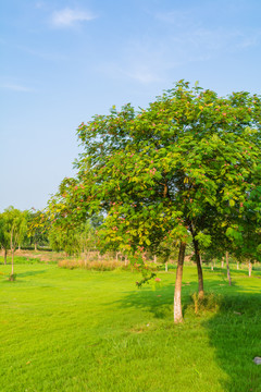 阳光草地树林