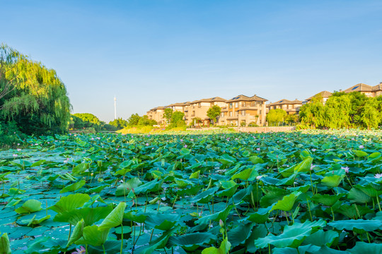 新农村