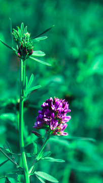 绿色背景和紫色的花朵