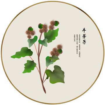 牛蒡子