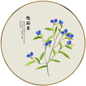 鴨跖草