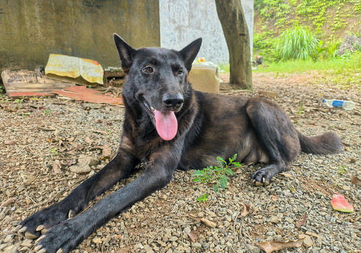 中华田园犬吐舌头