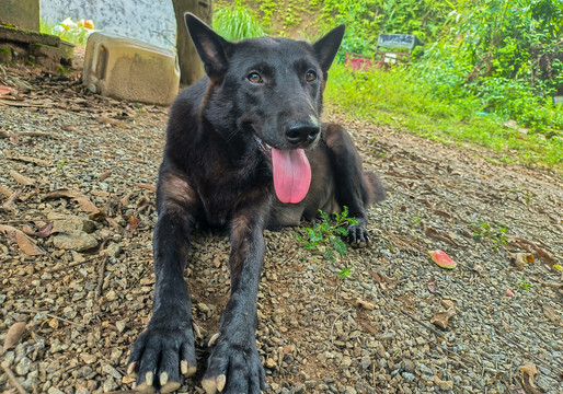 中华田园犬