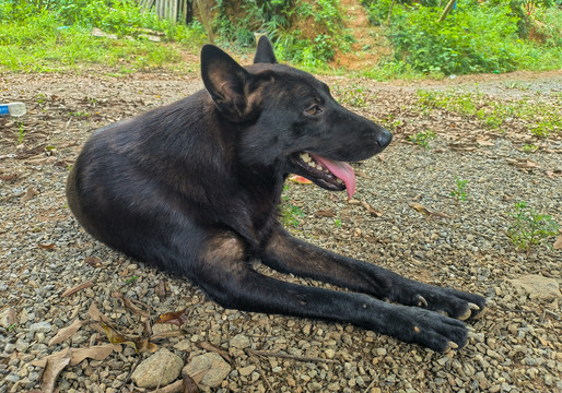 中华田园犬