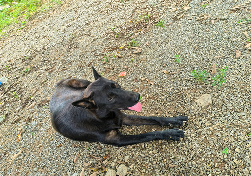 中华田园犬吐舌头