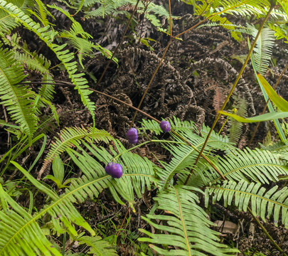 山菅果