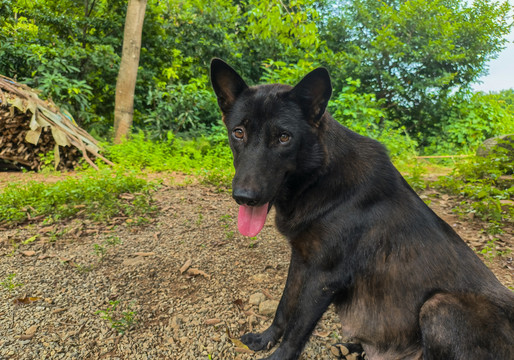 中华田园犬