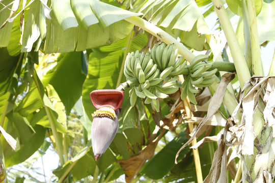 种植园里的香蕉