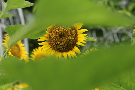 植物园里的向日葵