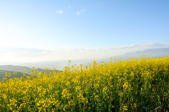 青海大通油菜花