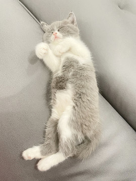 英短蓝白奶猫正睡