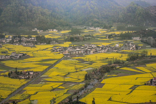 柯村油菜花