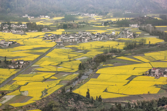 柯村油菜花