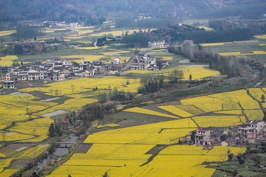 柯村油菜花