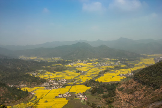 柯村油菜花