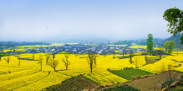 卢村油菜花全景图