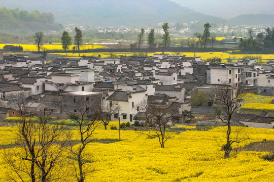 卢村油菜花