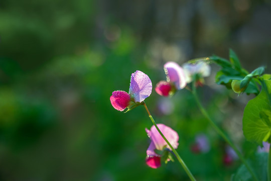 豆荚花