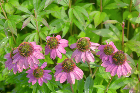 一丛松果菊花卉