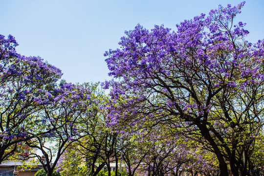 蓝花楹