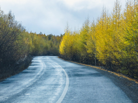 森林秋季公路