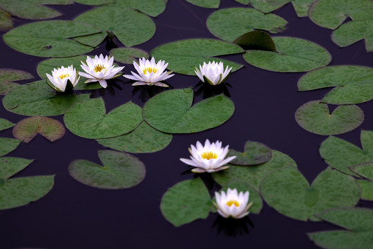 荷花莲花高清图