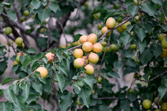 新疆杏子