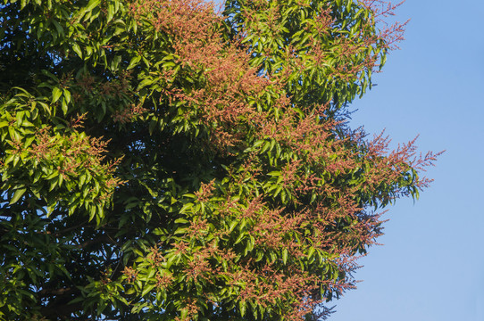 芒果树枝头花序