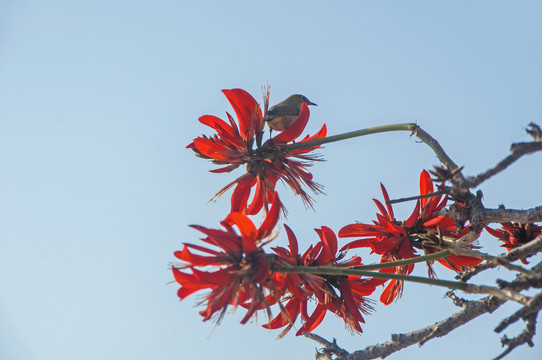 刺桐花绣眼鸟