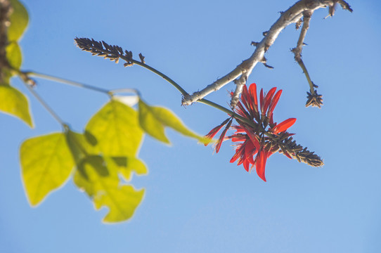 刺桐花刺桐叶