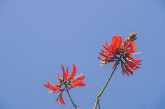 刺桐花枝