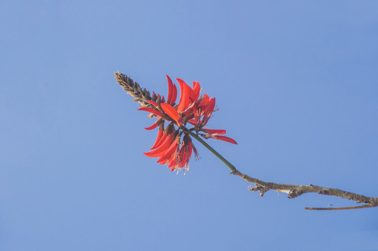 泉州市花刺桐花