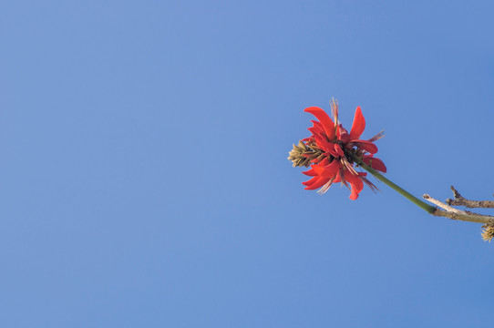 一朵红色刺桐花