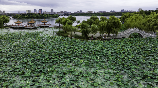 荷花盛开的长春南湖公园景观