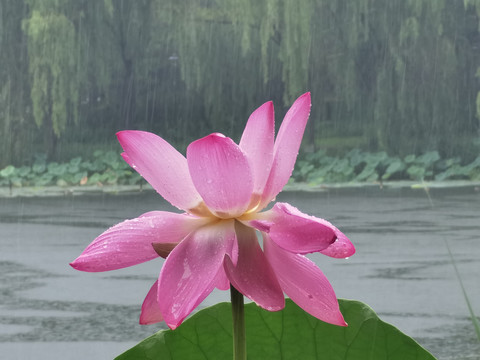 经过雨水洗礼的莲花