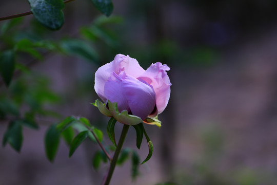 牡丹花牡丹