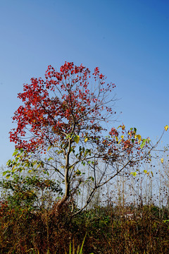 秋天一棵乌桕树